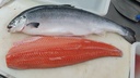 Salmon 4/5