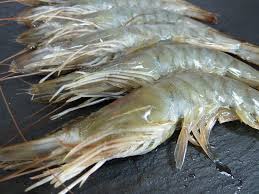 Langostino Fresco G 25/30