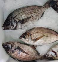 Dorada Negra 300/500