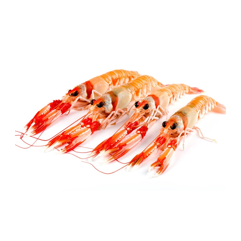 Cigala Fresca (GRILLO)