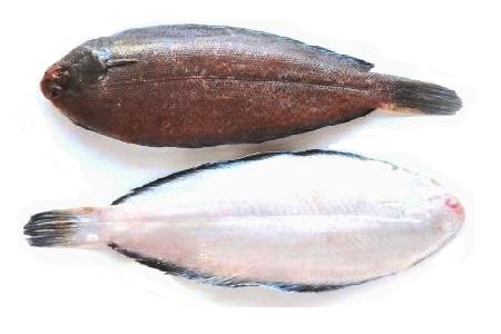 Lenguado Frances 800-1000 g/pz