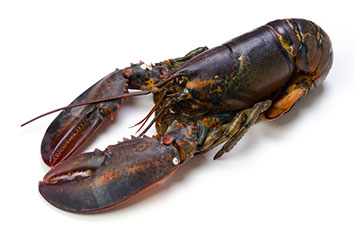 Bogavante Canada Congelado 350/400 6kg