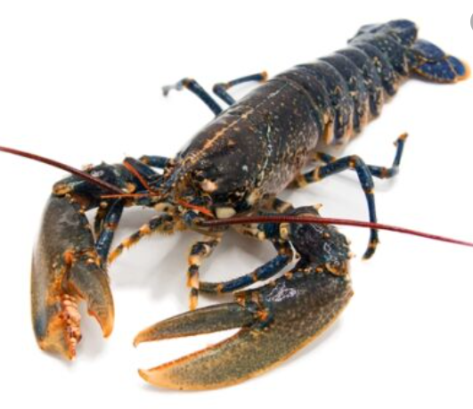 Bogavante Azul 450-550 g/pz 10kg