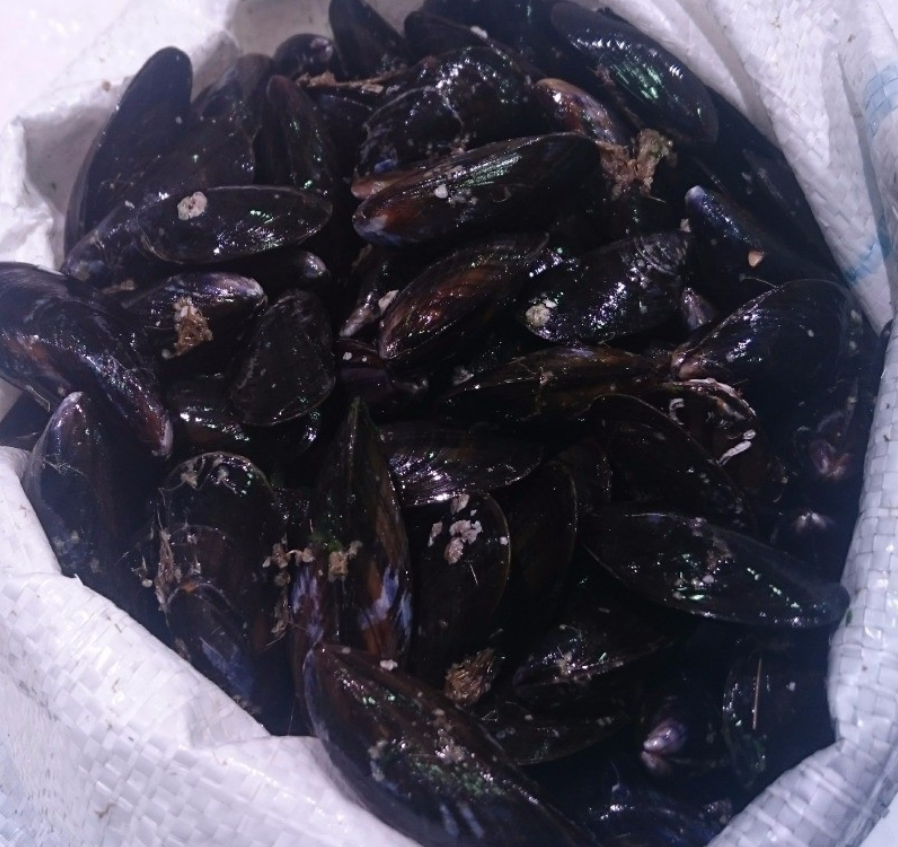 Musclos Francs (BOUCHOT 5kg)