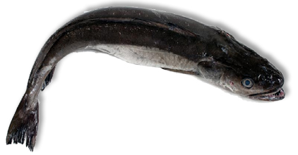 Volanta Extra 3/4 S/A