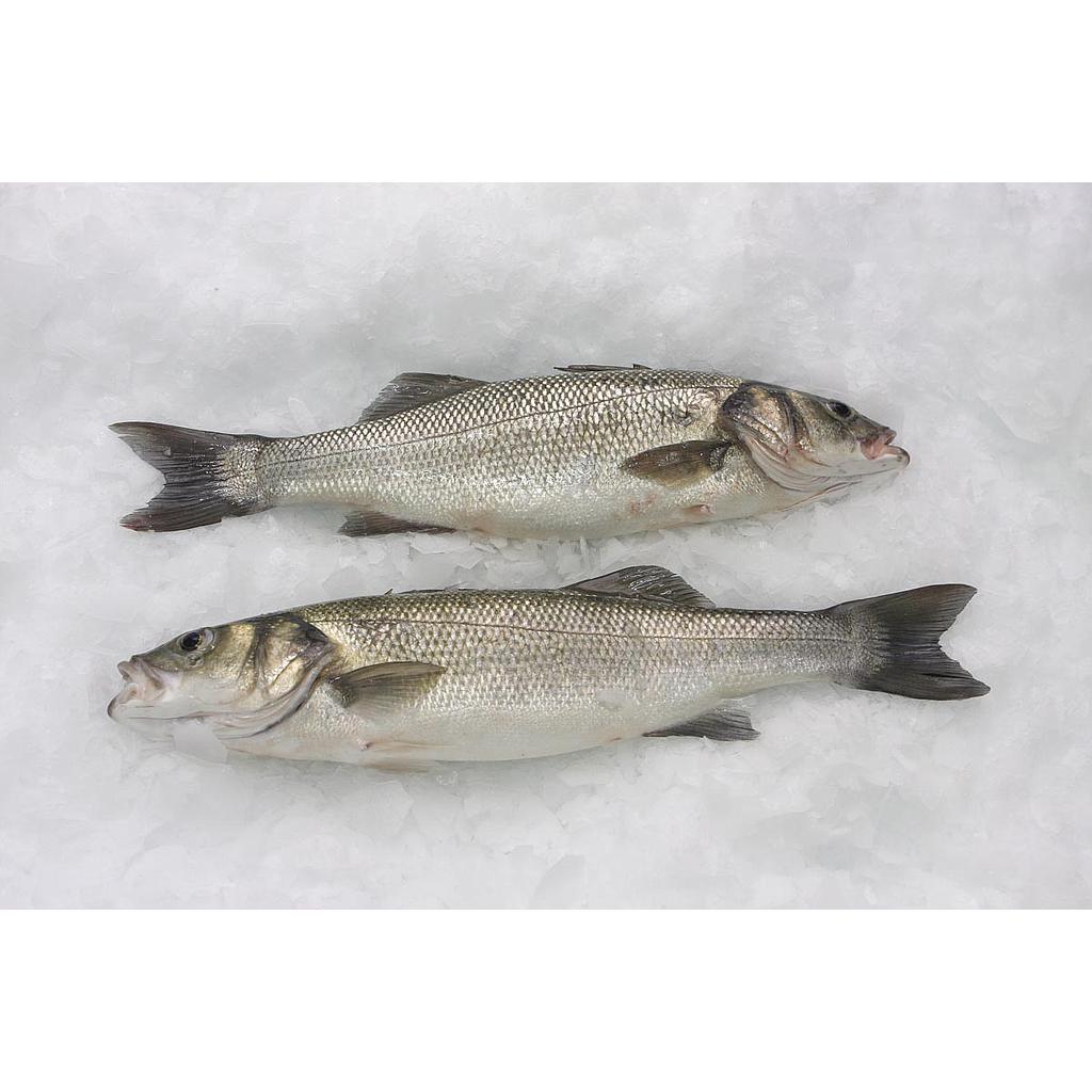 Lubina Piscifactoria Nacional 1400-1800 g/pz