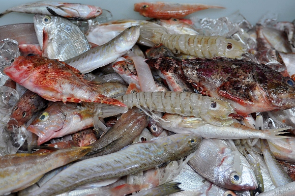 Roca (Peix) Caixa 3kgs