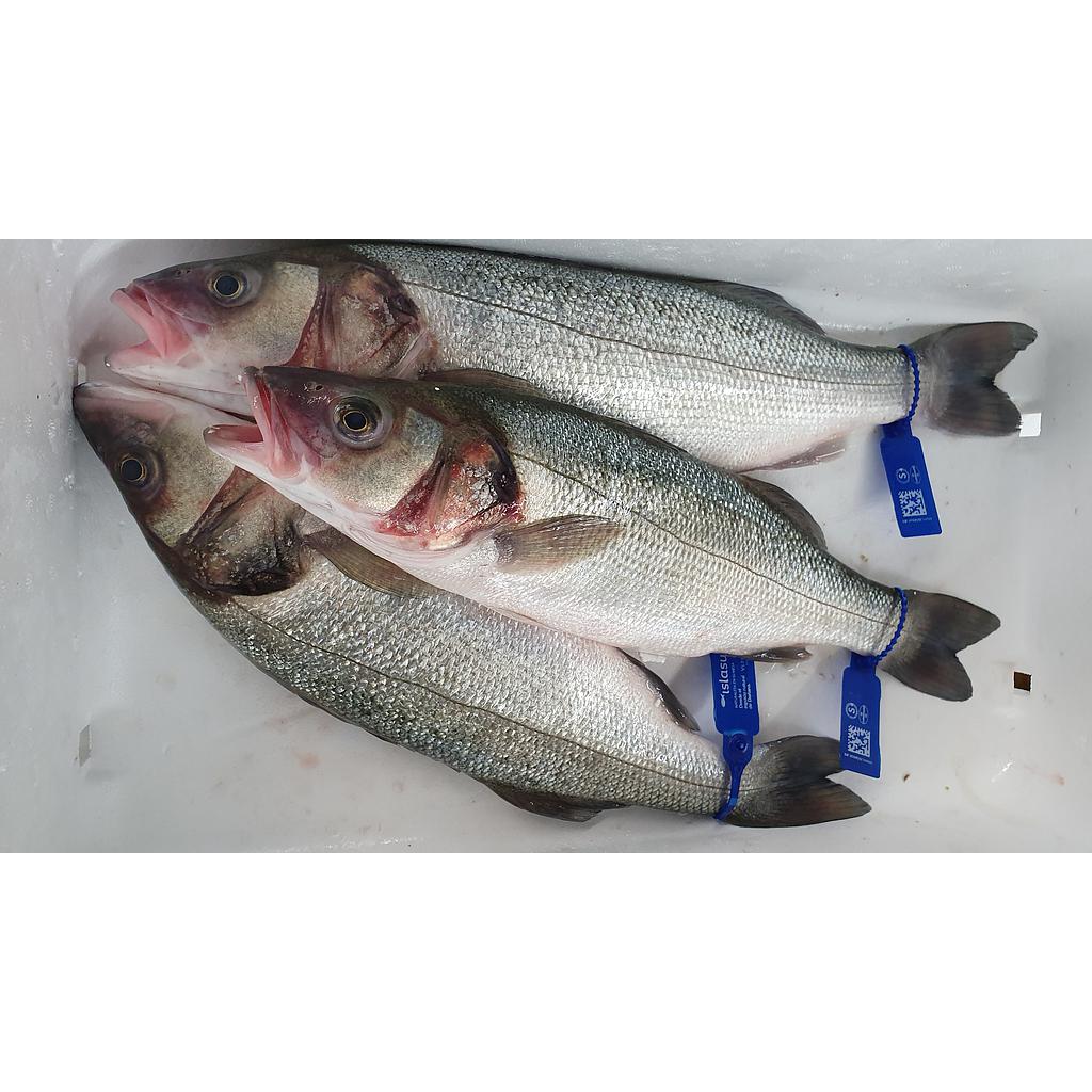 Dorada Piscifactoria Nacional 500-600 g/pz