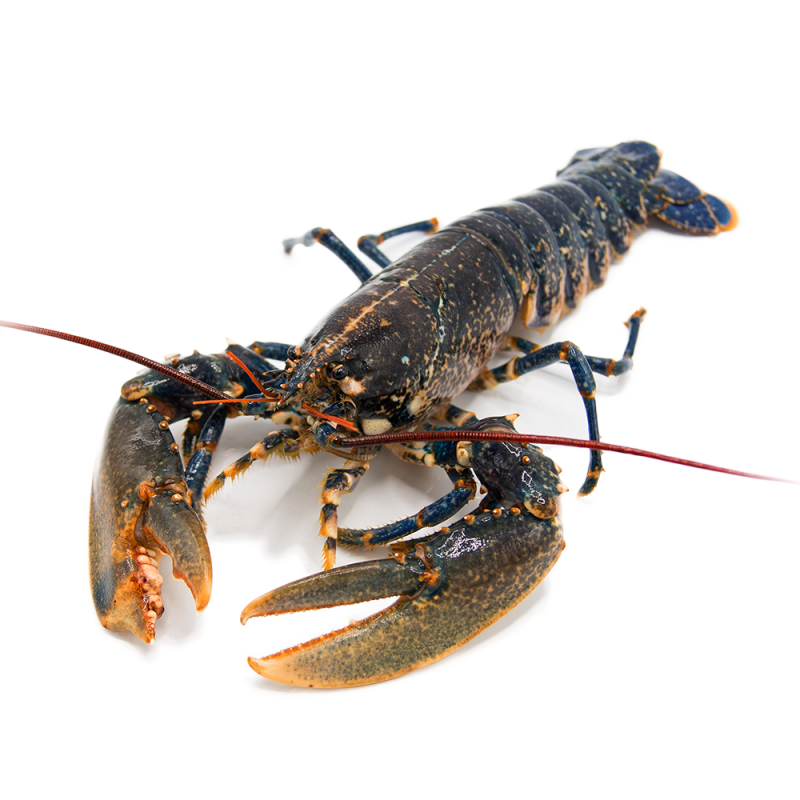 Bogavante Pais 800-1200 g/pz