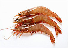 Camarón Quisquilla Viu