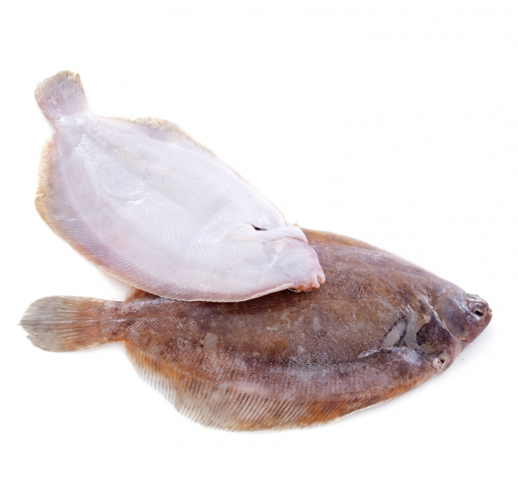 Llenguado Tigre 400-600 g/pça