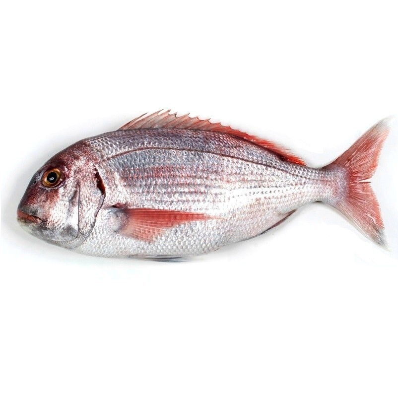 Pargo Salvaje 1000/1500