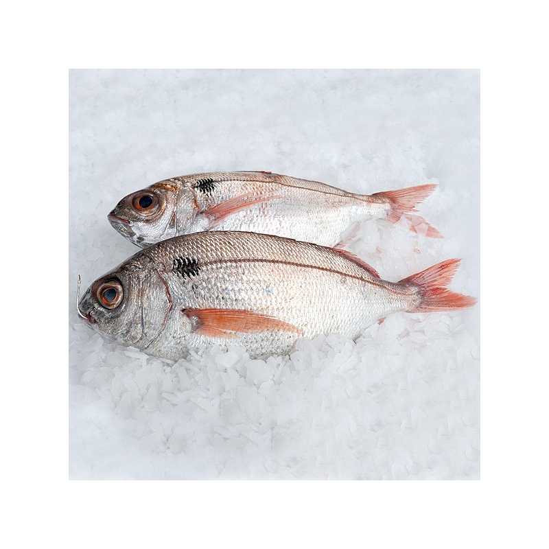 Besugo blanco 400/600