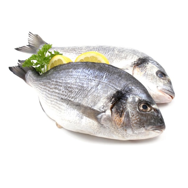 Dorada 600/800 Premium Evo