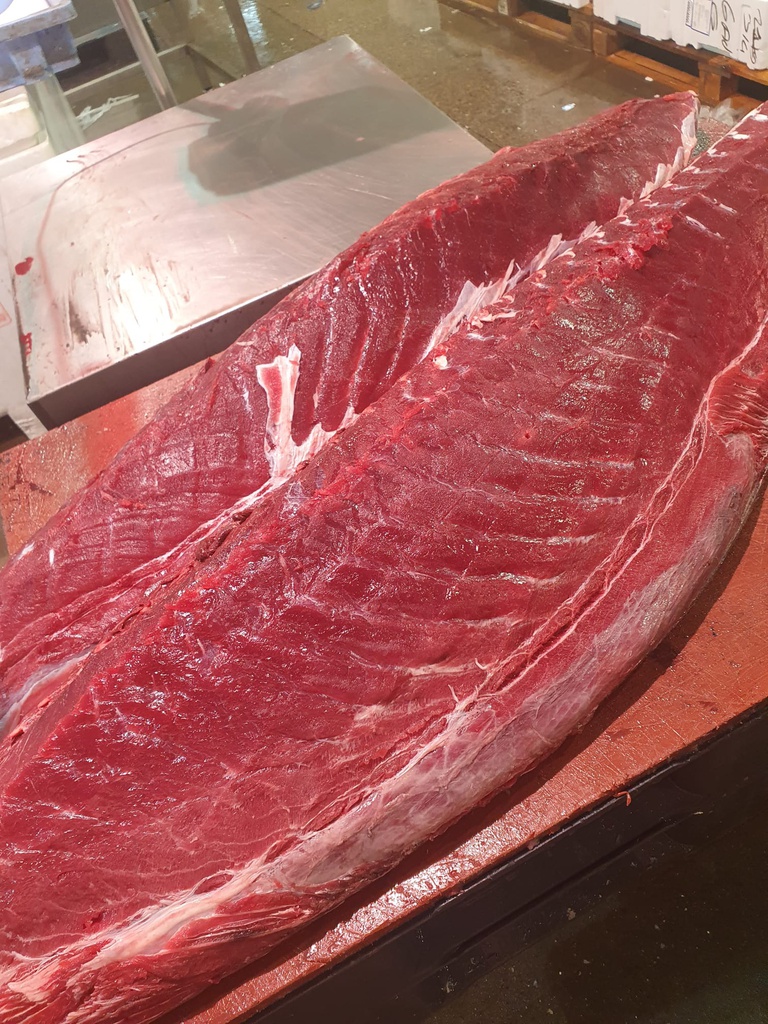 Tonyina BF Ikegime S/sangacho Premium Evo