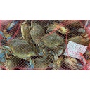 Cangrejo Blando Medium 4x24