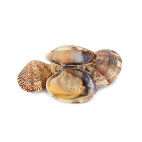 Cloïssa Rellotge 1kg