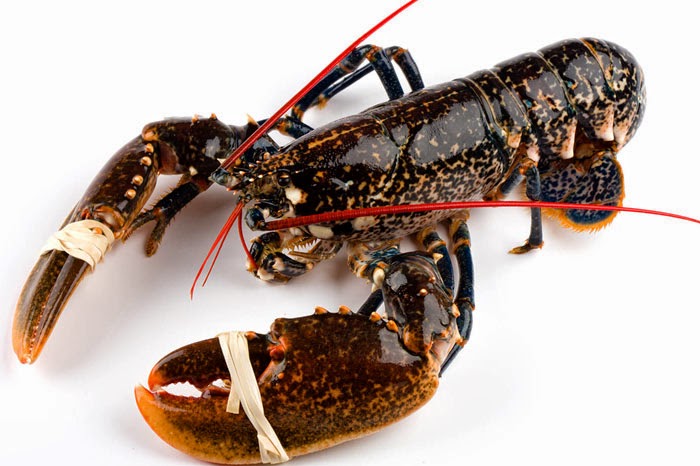 Bogavante (PAÍS 2+Kgs)