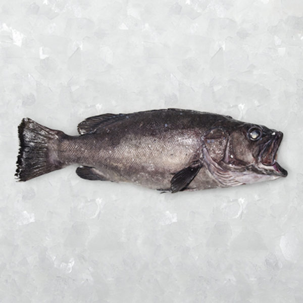 Mero Tacos 2,5x2,5cm