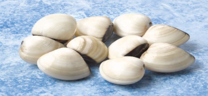 Almeja Blanca Fishook 12-16 g/pz (60-80) 7x1kg