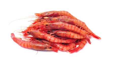 Gamba Huelva XXL 16/18