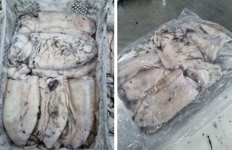 Sípia Mongo Marroc 3000-5000 g/pza (3)