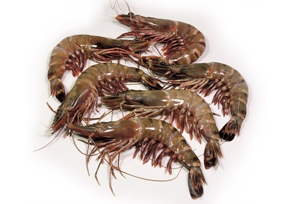 Langostino Black Tiger 13/15 10x1kg
