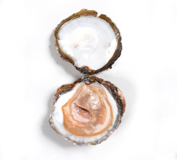 Ostra (SUPER GEGANT) Gallega 25 Peces