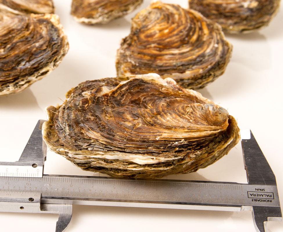 Ostra Super King Gallega