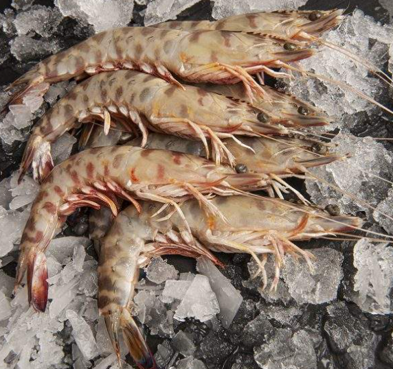 Langostino Tunez 50-65 g/pz (AA) (16-20) 12x1kg