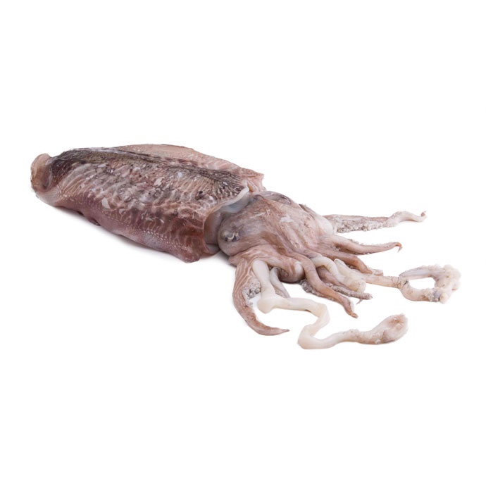 Sípia semiconserva M