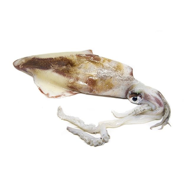 Calamar Potera Almaddu -100 g/pça 7kg