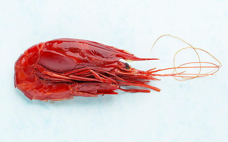 Brillant Cola G Elaborat