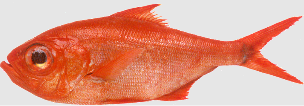 Alfonsiño 900-1500 g/pz