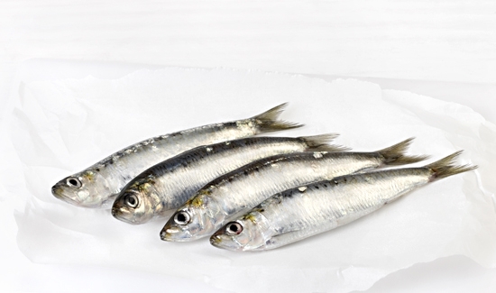 Sardina Fresca G