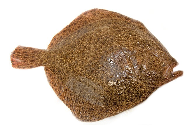 Rodaballo Salvaje 2000-3000 g/pz