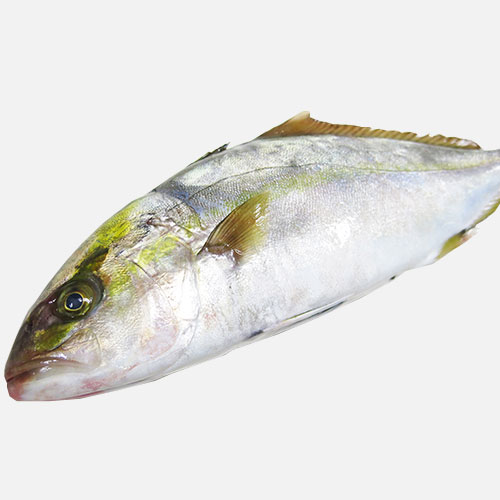 Hamachi 3000-4000 g/pz Evo