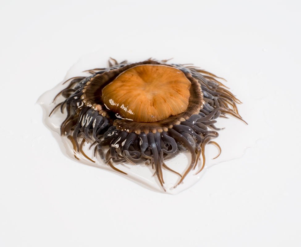 Ortiguetes De Mar 500gr