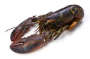 [C3320106] Bogavante Canada 350-400 g/pz 5kg
