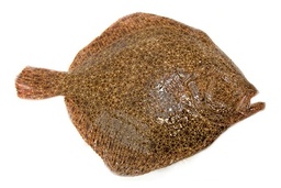 [758O] Turbot 2/3 Origen