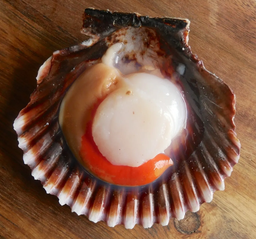 [3322421] Vieira Del Pacifico Media Concha 20-30 pz/kg 10x1kg