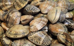 [721XS] Almeja Cultivo Especial G 30/35 pz 1kg