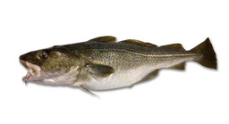 [7177E] Bacalao 3/4 S/ Cabeza Evo