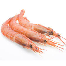 [787G] Gamba Blanca G