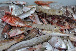 [703BP] Pescado de Roca Cong