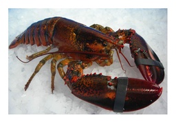 [1497P] Llamàntol Canadà Duo Large Chix 446/536 6ud/Cj