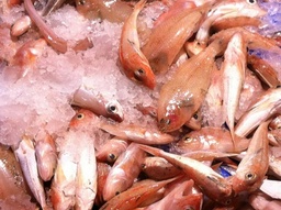 [7925FIL] Salmonete Filete