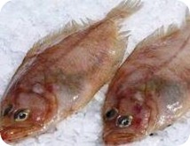 [740G] Galls 500/700