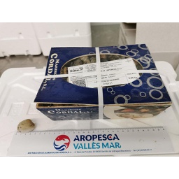 [721IC] Almeja MG 40/60 Cordal