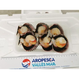 [7271] Zamburiña 1/2 Concha M Bandeja 6 piezas